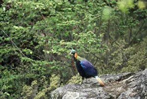 Himalayan Monal Pheasant - male Sagarmatha National Park Nepal
