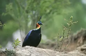 Himalayan Monal Pheasant - Male - Sagarmatha National Park - Nepal