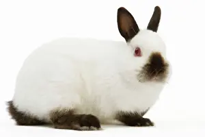 Rabbit Prints: Himalayan / Russian Rabbit