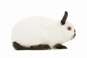 Himalayan / Russian Rabbit