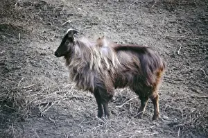 Himalayan Tahr - male