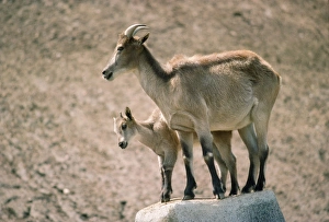 Images Dated 14th December 2007: Himalayan Tahr - with young