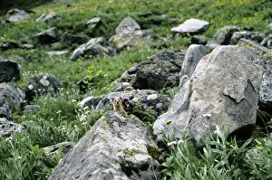 Weasels Prints: Himalayan Weasel - Great Himalayan National Park - Pradesh - India