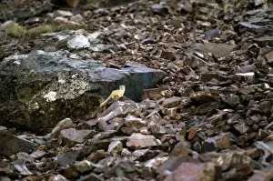 Weasels Prints: Himalayan Weasel - Pin Valley National Park - Pradesh - India