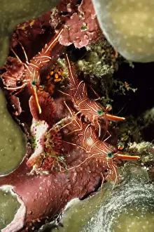 Hinge-beak shrimp (Rhynchocinetes sp). Ribbon Reef Number 10, Great Barrier Reef Marine Park, Queensland, Australia