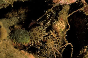 Ecosystem Gallery: Hingeback shrimp