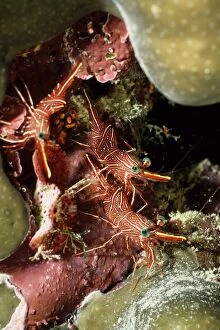 Images Dated 25th July 2006: Hingebeak shrimp