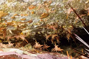 Hingebeak shrimp (Rhynchocinetes sp). Andaman Sea, Myanmar