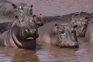Hippos Prints: Hippo - herd in water pool - Maasai Mara - Kenya