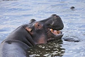 Images Dated 22nd September 2008: Hippo / Hippopotamus