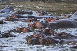 Images Dated 23rd September 2008: Hippo / Hippopotamus
