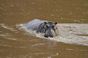 Hippo (Hippopotamus amphibious) in the river