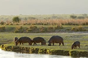 Images Dated 30th November 2011: Hippo / Hippopotamus - grazing in afternoon
