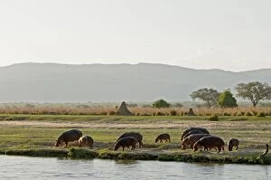 Images Dated 30th November 2011: Hippo / Hippopotamus - grazing in afternoon