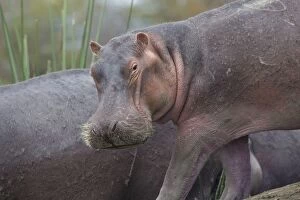 Amphibius Gallery: Hippo / Hippopotamus Lake Naivasha, Kenya