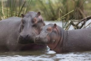 Images Dated 21st September 2014: Hippo / Hippopotamus Lake Naivasha, Kenya