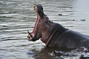 Images Dated 22nd September 2008: Hippo / Hippopotamus yawning open mouth
