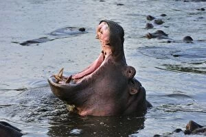 Hippo / Hippopotamus yawning open mouth