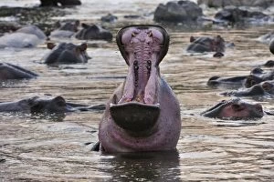 Images Dated 23rd September 2008: Hippo / Hippopotamus yawning open mouth