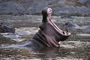 Images Dated 23rd September 2008: Hippo / Hippopotamus yawning open mouth