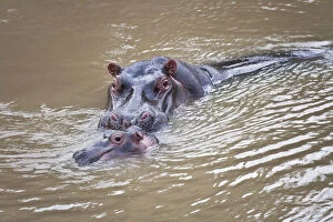 Images Dated 3rd July 2012: Hippo in Mara River, Maasai Mara National