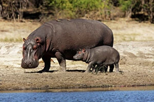 Images Dated 26th June 2009: Hippo mother with young one