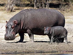 Calves Collection: hippo mother with young one, Chobe river, Chobe Nationalpark, Botswana