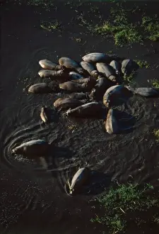 Hippo pod aerial - Hippo family groups, or pods, hold territories along African rivers and pools. Okavango, Botswana, Africa