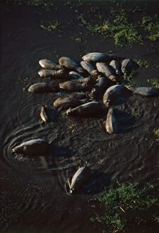 Hippo pod aerial - Hippo family groups, or pods, hold territories along African rivers and pools