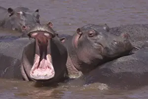 Hippos Prints: Hippo - in water pool - yawning - Maasai Mara - Kenya