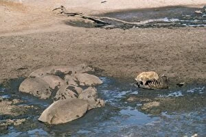 Amphibius Gallery: Hippopatamus - lying in drying pan during dry season