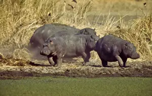 Hippos Prints: Hippopotamae CRH 948 Group of Hippos Okavango