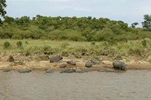 Hippopotamu - group by water. Maasai Mara - Kenya - Africa