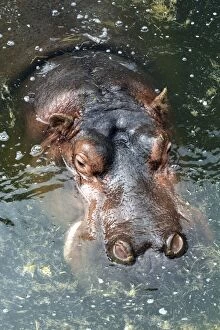 Amphibius Gallery: Hippopotamus
