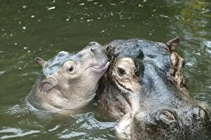 Calves Collection: Hippopotamus - adult and baby in water