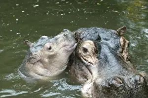 Love Prints: Hippopotamus - adult and baby in water