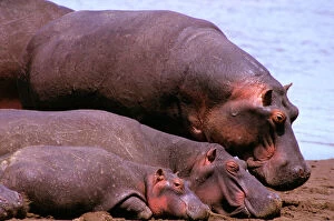 Calves Collection: Hippopotamus - adult & young, Masai Mara National Reserve, Kenya