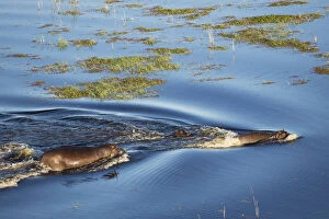 Hippopotamus - two adults with a calf in a freshwater
