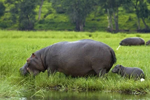 Hippopotamus and baby (Hippopotamus amphibius)