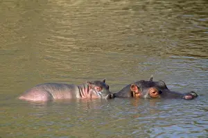 Hitchhiking Prints: Hippopotamus - baby on mother's back - Maasai Mara Kenya Africa