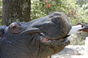 Hippopotamus - being bottle fed Hippopotamus - being bottle fed