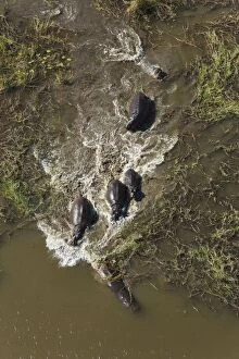 Images Dated 8th September 2014: Hippopotamus breeding herd in a freshwater marsh aerial view