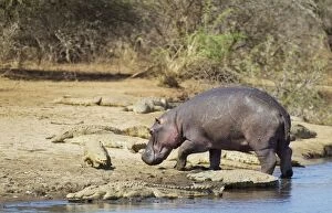 Hippopotamus - bull coming out of the water and