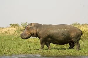 Amphibius Gallery: Hippopotamus - Bull on an island in the Zambezi