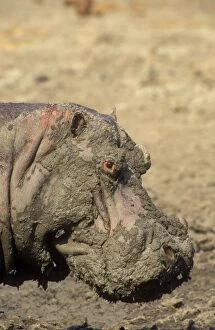 Amphibius Gallery: Hippopotamus - Bull, muddy from waterhole in dry season
