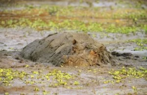Amphibius Gallery: Hippopotamus - bull in waterhole