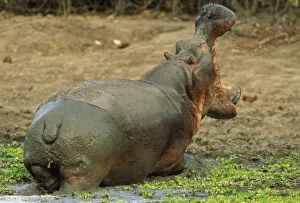 Amphibius Gallery: Hippopotamus - bull yawning at waterhole covered