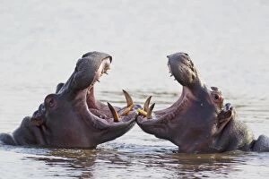 Amphibius Gallery: Hippopotamus - Two bulls play fighting