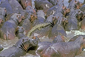 Images Dated 20th August 2009: Hippopotamus - crowded into pool with crocodile trapped in centre - Luangwa National Park - Zambia