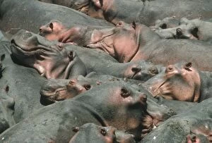 Images Dated 29th August 2008: Hippopotamus - crowded into pool at end of dry season Luangwa River Zambia